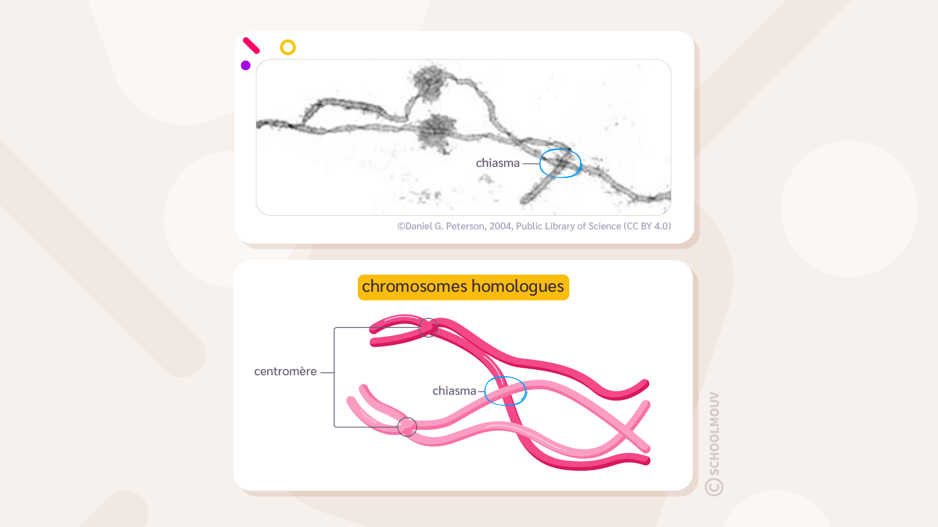 Mise en évidence des chiasmas entre les chromosomes homologues