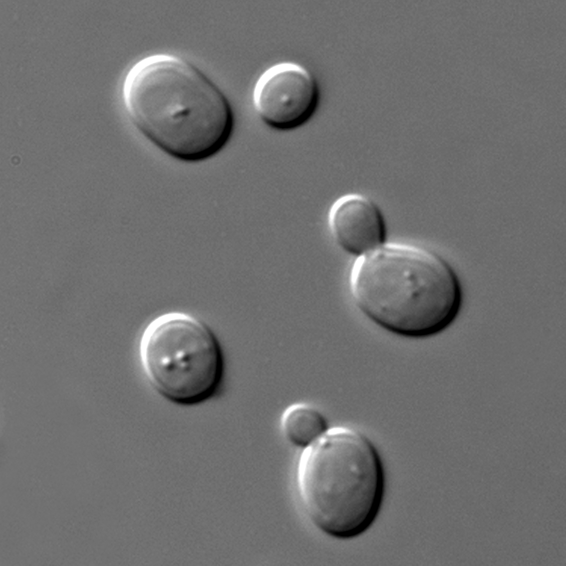 Saccharomyces cerevisiae, levure de bière, au microscope électronique à balayage