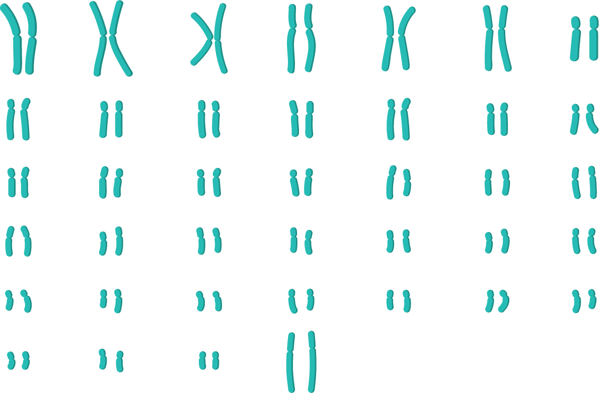 caryotype d’un chien