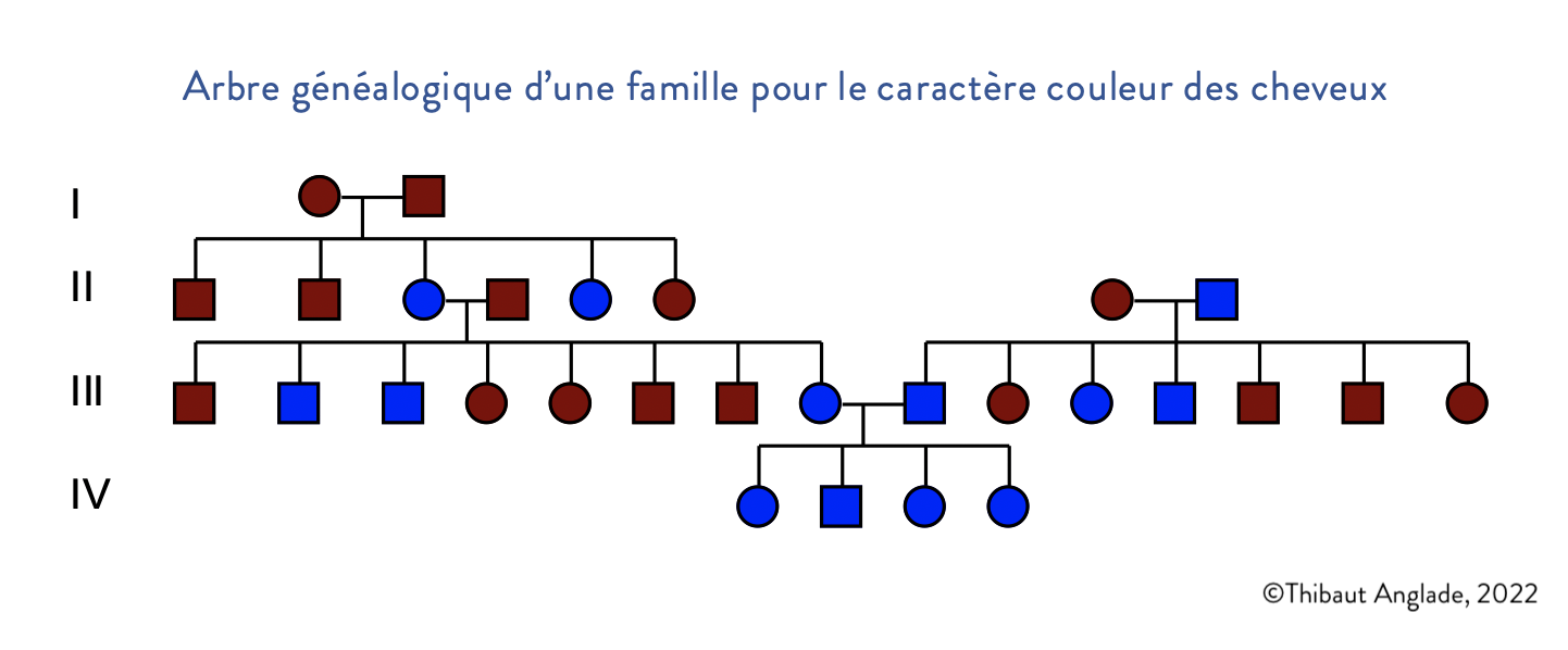 arbre généalogique d’une famille pour le caractère couleur des cheveux