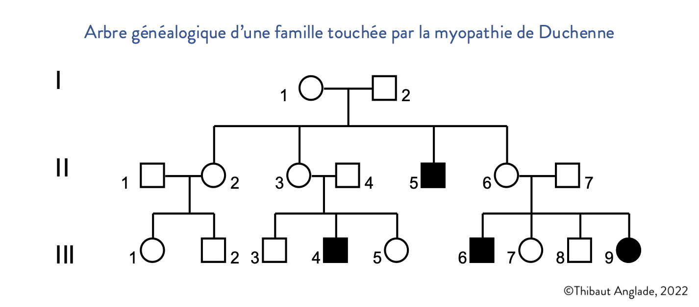 arbre généalogique d’une famille touchée par la myopathie de Duchenne