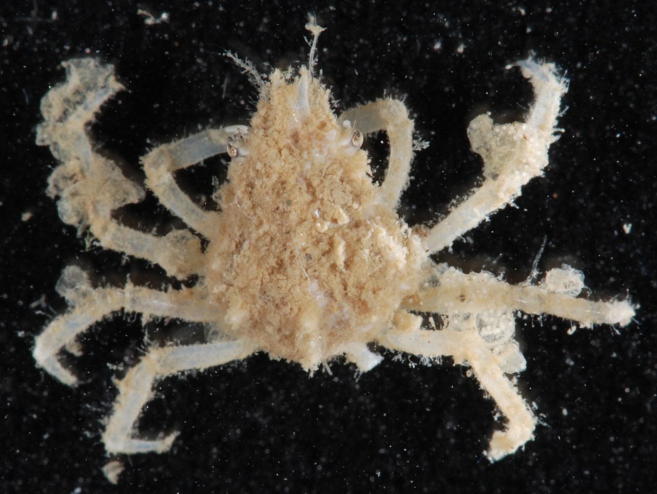 Crabe araignée (Libinia dubia) recouvert d’algue (Dictyota menstrualis)