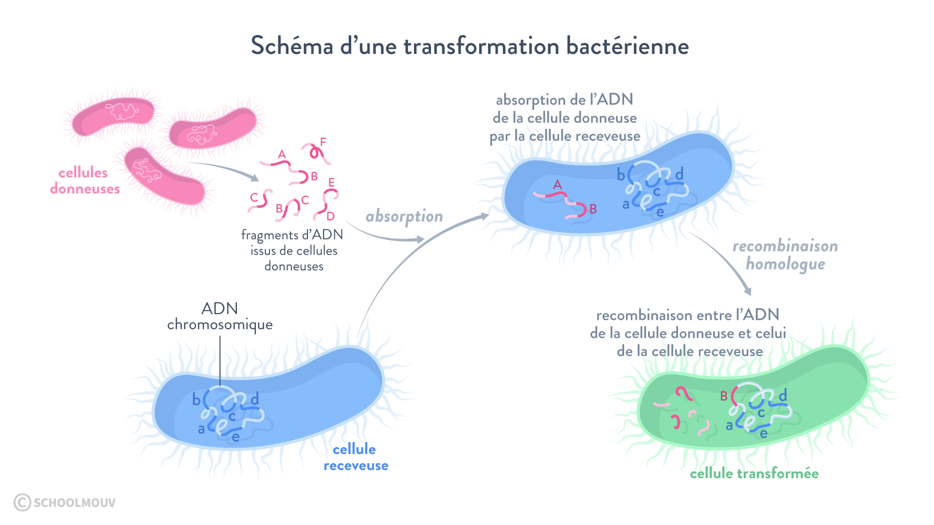 Principe de la transformation bactérienne
