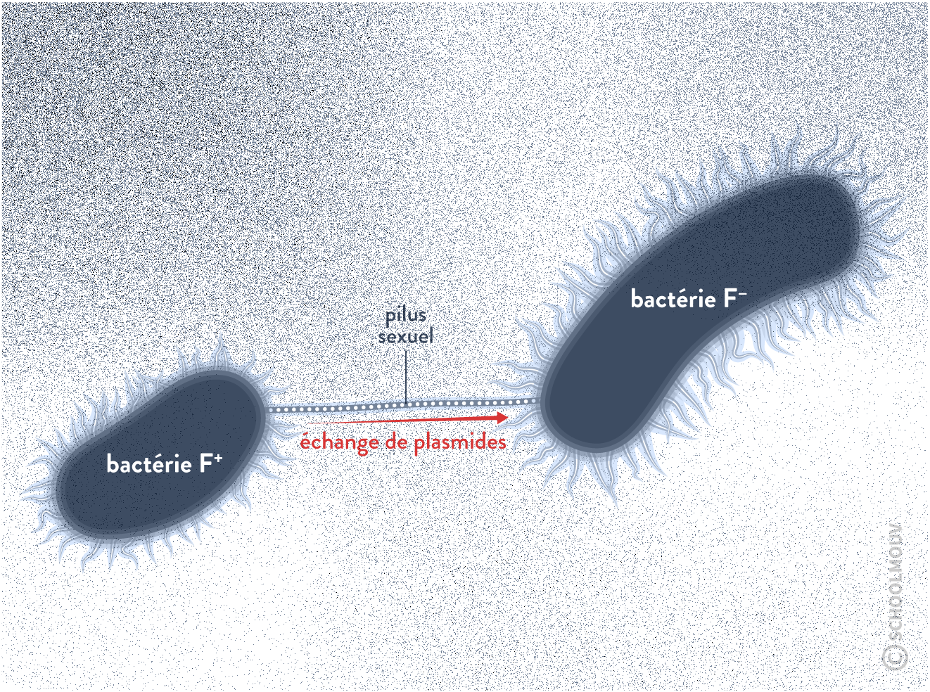 Le pilus est une excroissance cytoplasmique qui peut se lier à une autre bactérie.