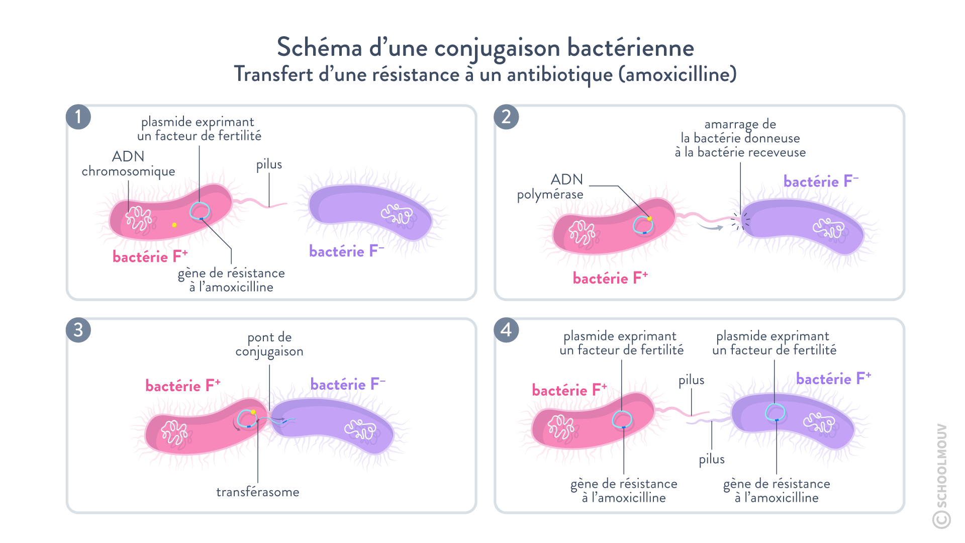 Le transfert de plasmides ou la conjugaison bactérienne