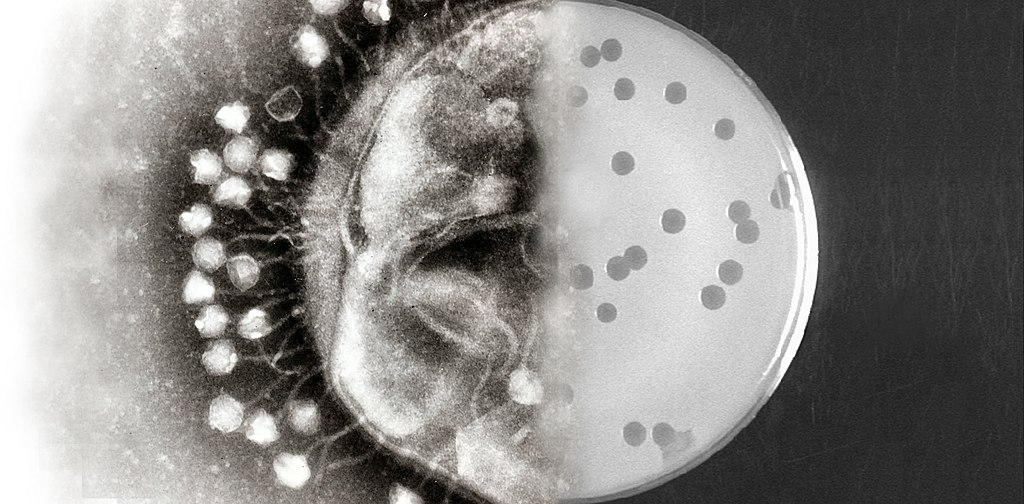 bactériophage