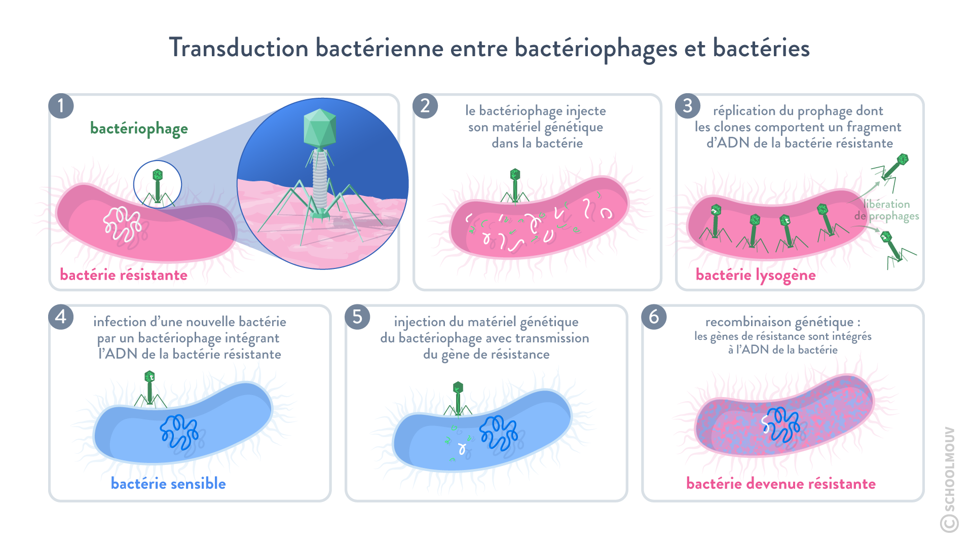 Les bactériophages et la transduction