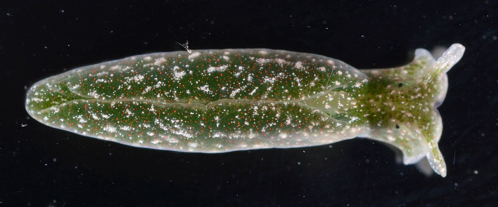L’élysie est une limace de mer dont certaines espèces possèdent des chloroplastes et sont capables de réaliser la photosynthèse.