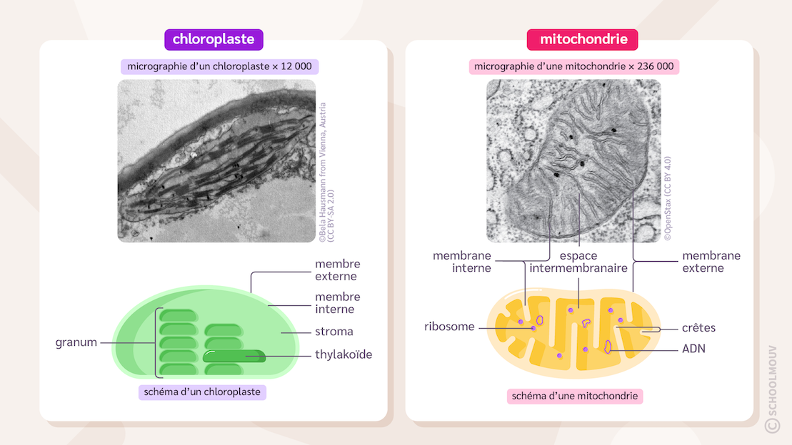 Structure des chloroplastes et des mitochondries