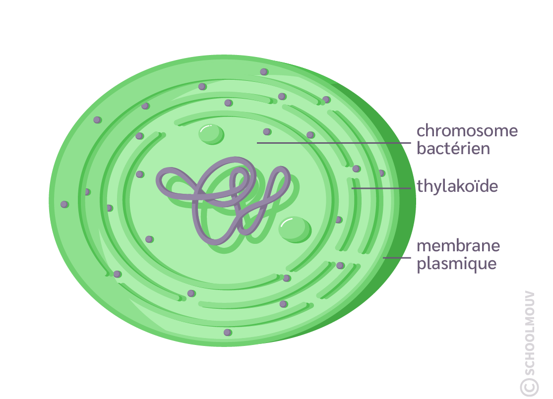 Structure d’une cyanobactérie