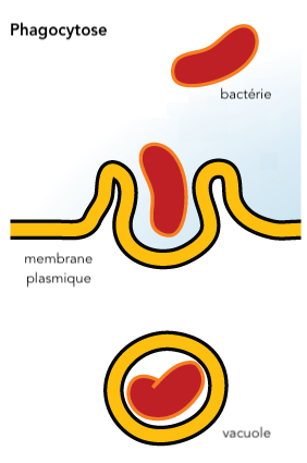 Mécanisme de phagocytose