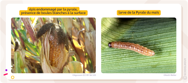 Il existe plusieurs facteurs responsables de pertes de récoltes dont la sécheresse, dont la présence de la Pyrale du maïs.