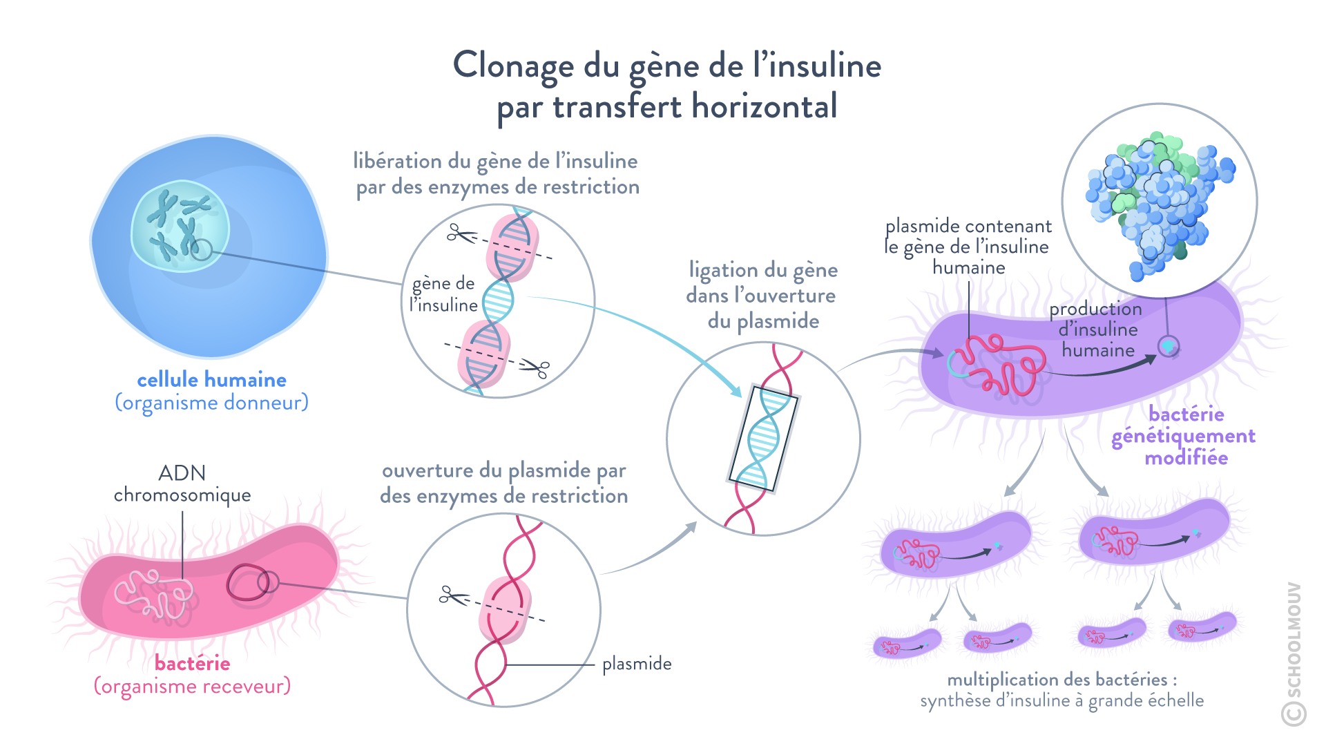 La production d’insuline est réalisée par des méthodes de génie génétique, s’appuyant sur les transferts horizontaux des gènes.