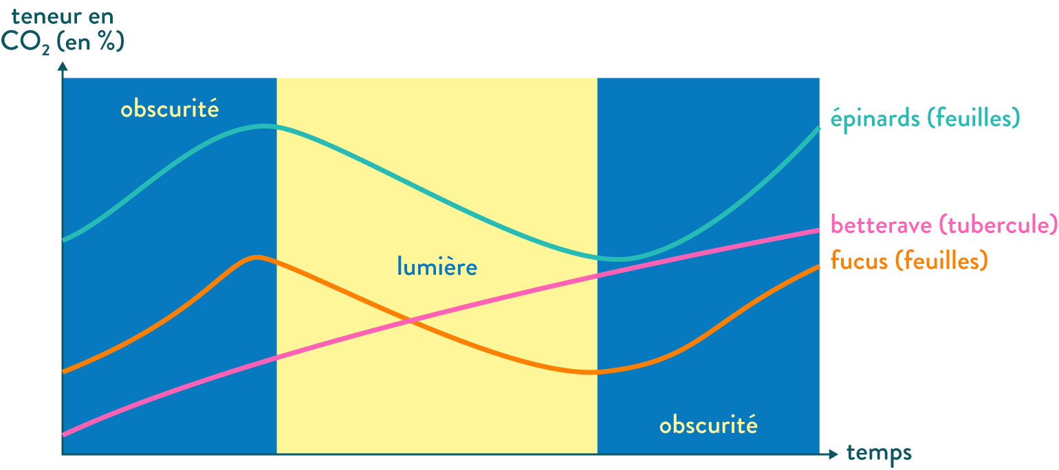 Évolution de la teneur en dioxyde de carbone à la lumière et à l’obscurité chez trois végétaux
