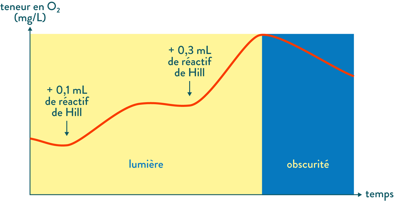 Évolution de la teneur en dioxyde de carbone d’un broyât de feuilles à la lumière et à l’obscurité