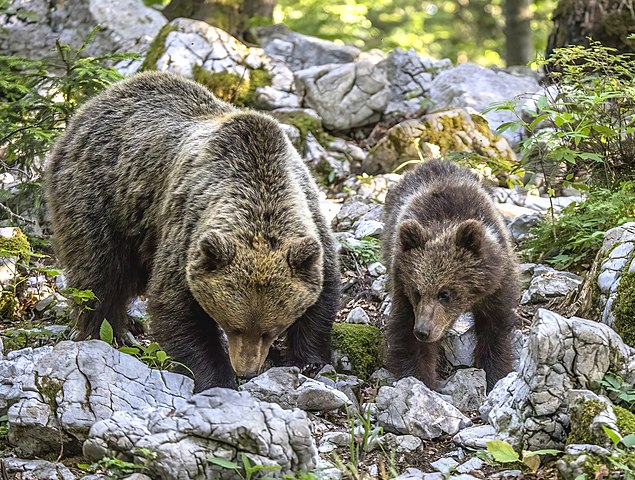 Les ours pyrénéens sont issus de populations slovènes