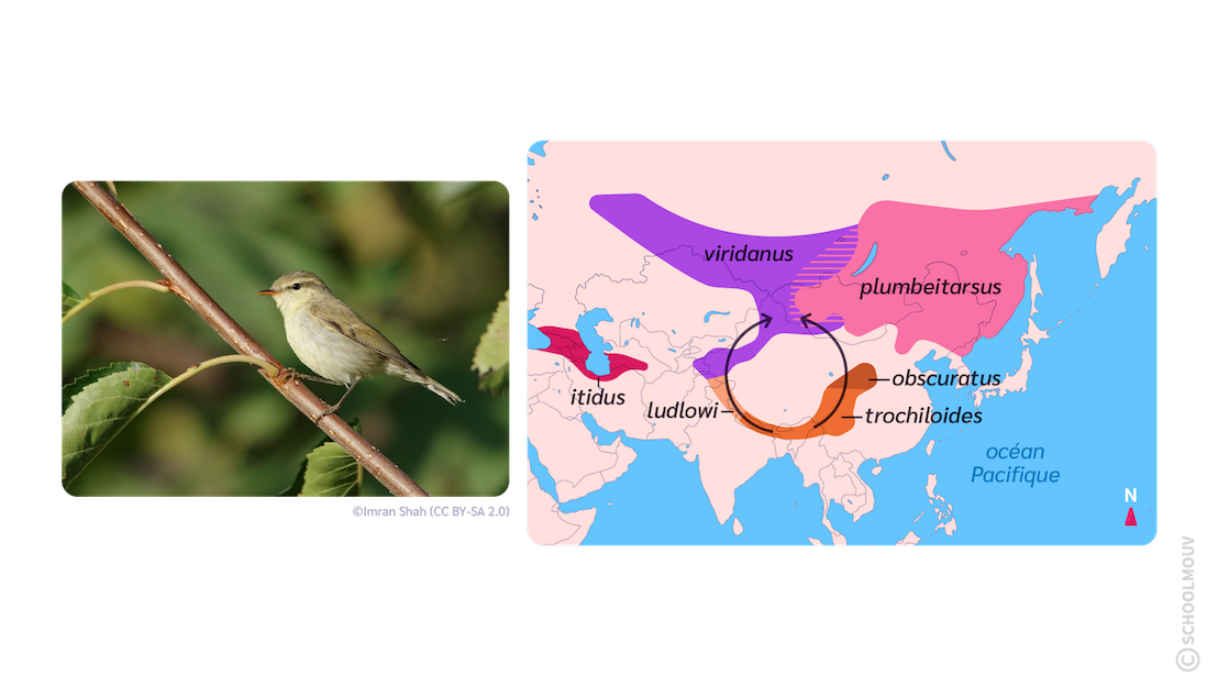 l existe plusieurs sous-espèces de pouillot verdâtre qui se différencient par leur plumage, leur chant et leur situation géographique