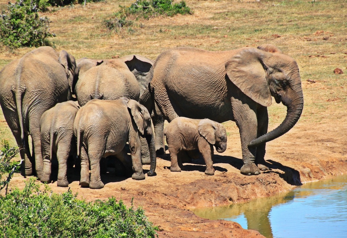 Des scientifiques ont démontré l’existence d’un lien fort entre l’absence de défense chez les éléphants et la pression de sélection due au braconnage.