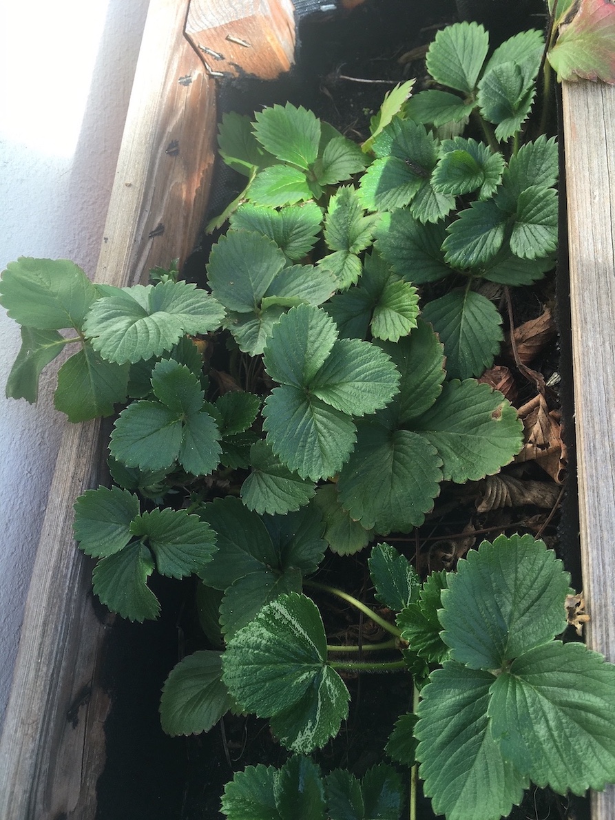 plants de fraisiers
