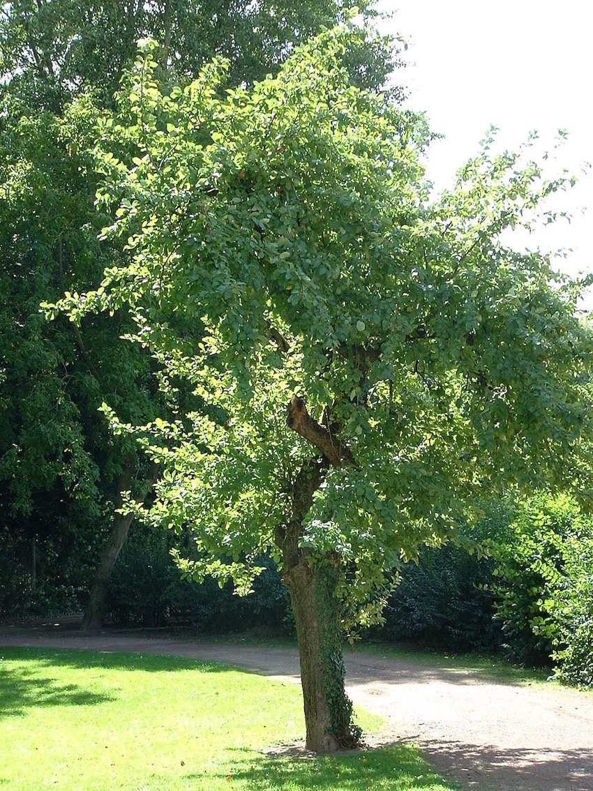 pommier