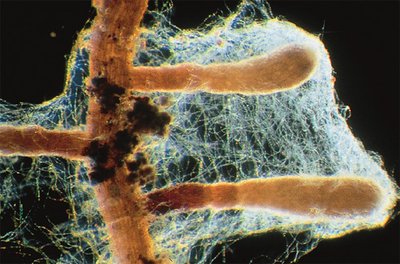 Les mycorhizes, une fascinante biocénose en forêt