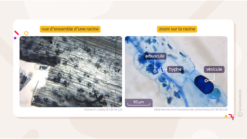 Coloration et observation microscopique des mycorhizes
