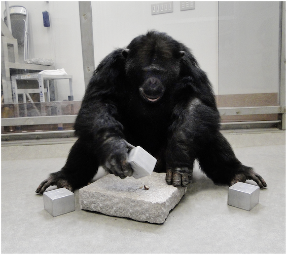Les chimpanzés et l’utilisation d’outils