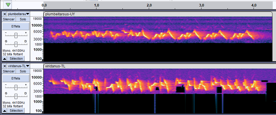 sonogrammes de pouillots verdâtres viridanus et plumbeitarsis