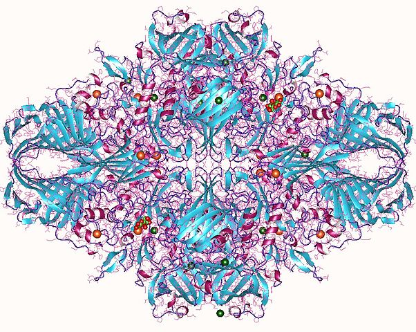 Modélisation de la molécule de lactase