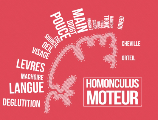 Homonculus moteur d’un être humain