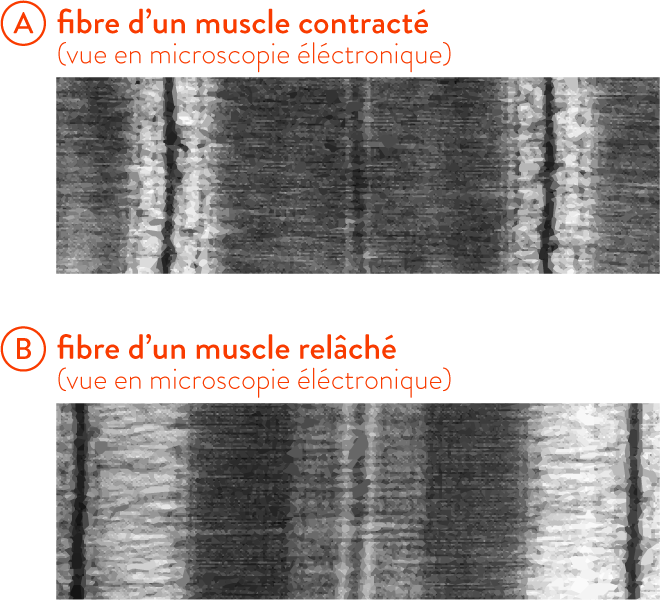 Fibres de muscles