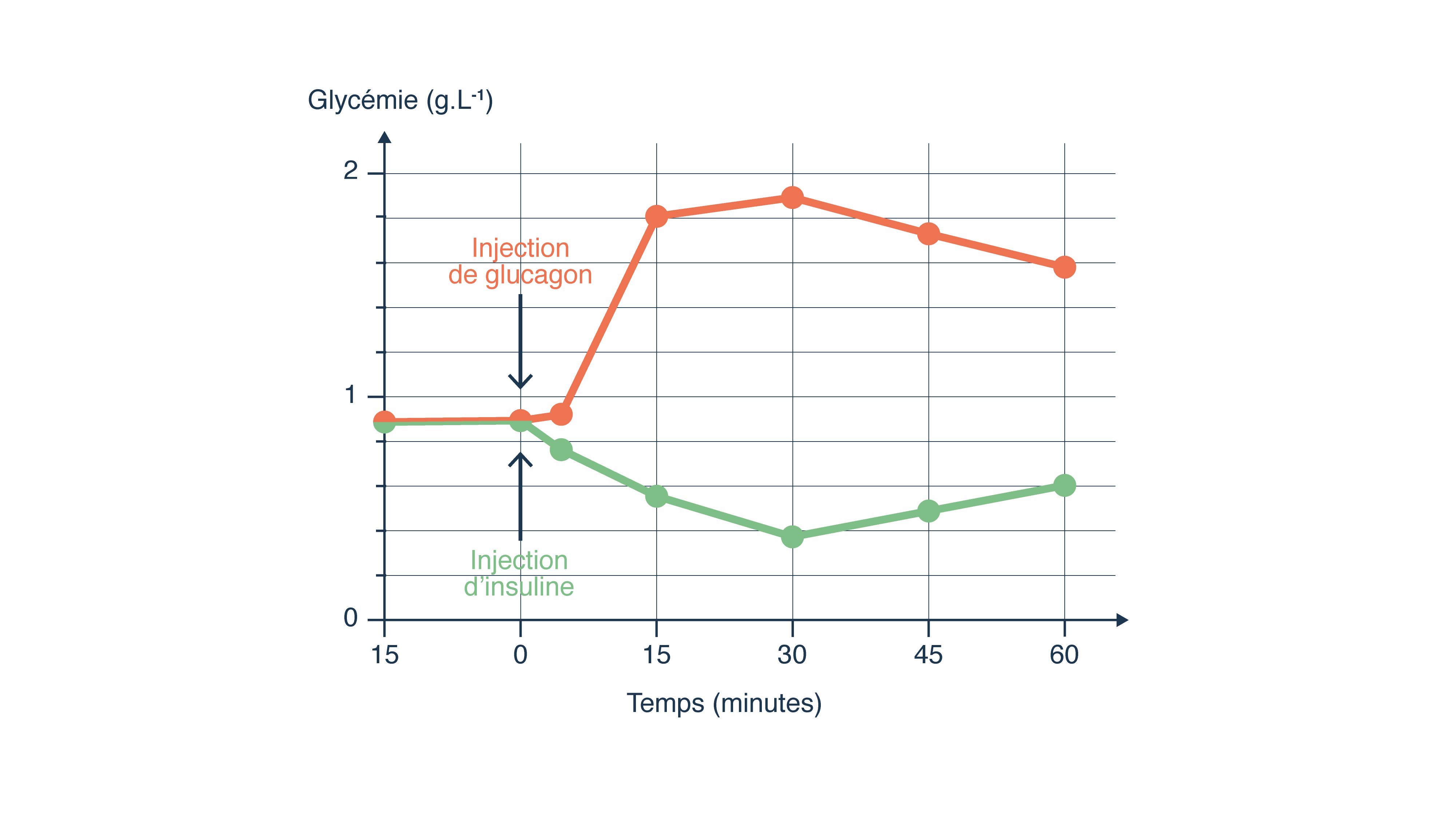 Effet de l’injection d’insuline ou de glucagon sur la glycémie
