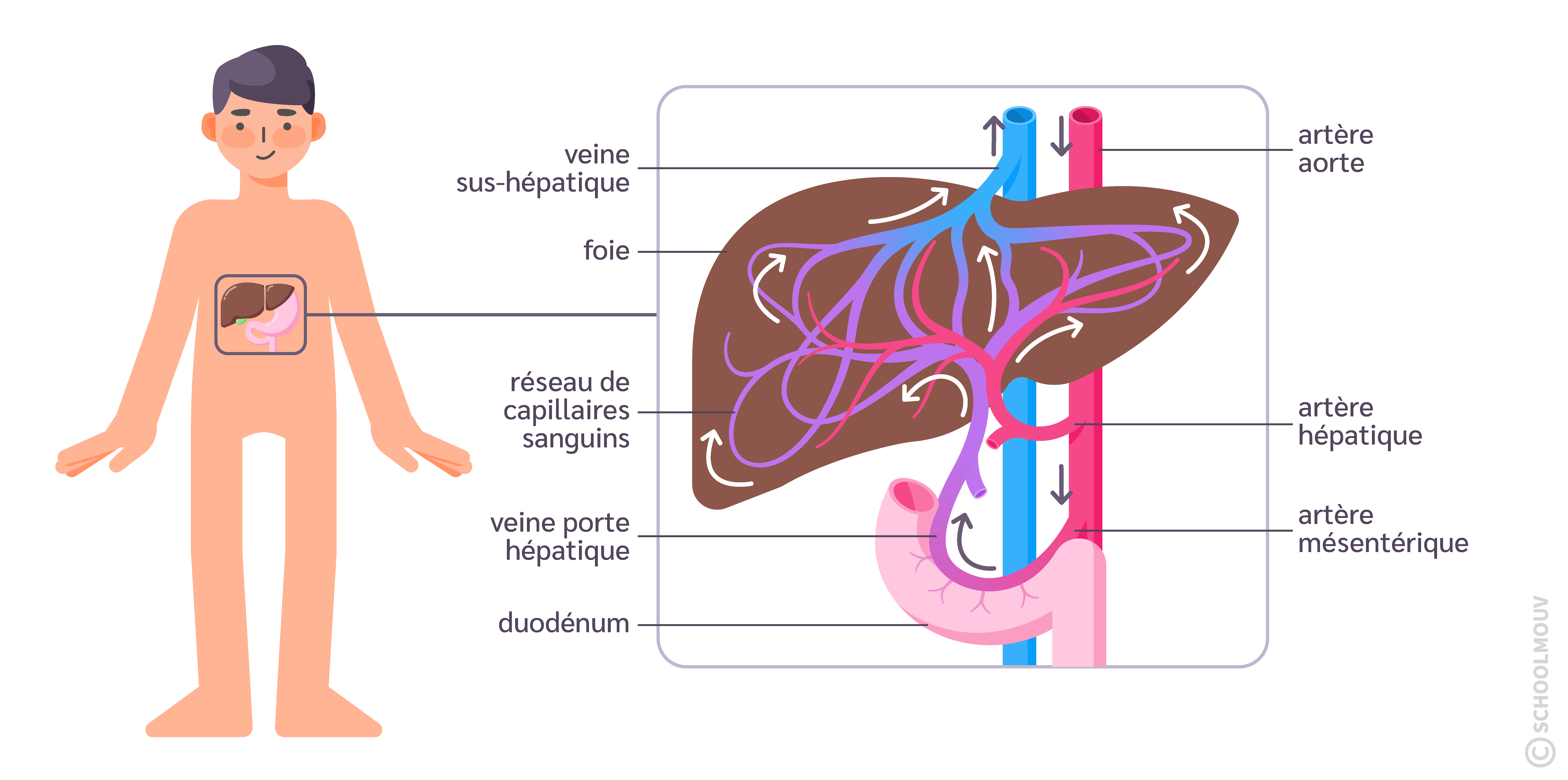 Anatomie du foie