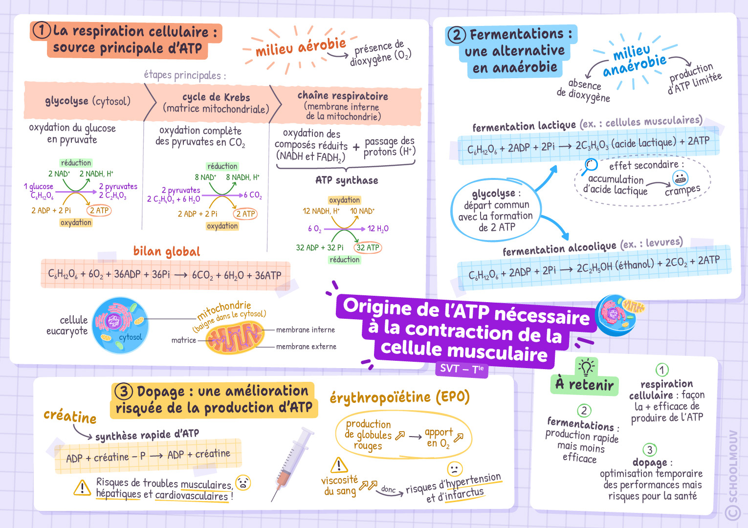 Origine de l’énergie (ATP) nécessaire à la contraction de la cellule musculaire