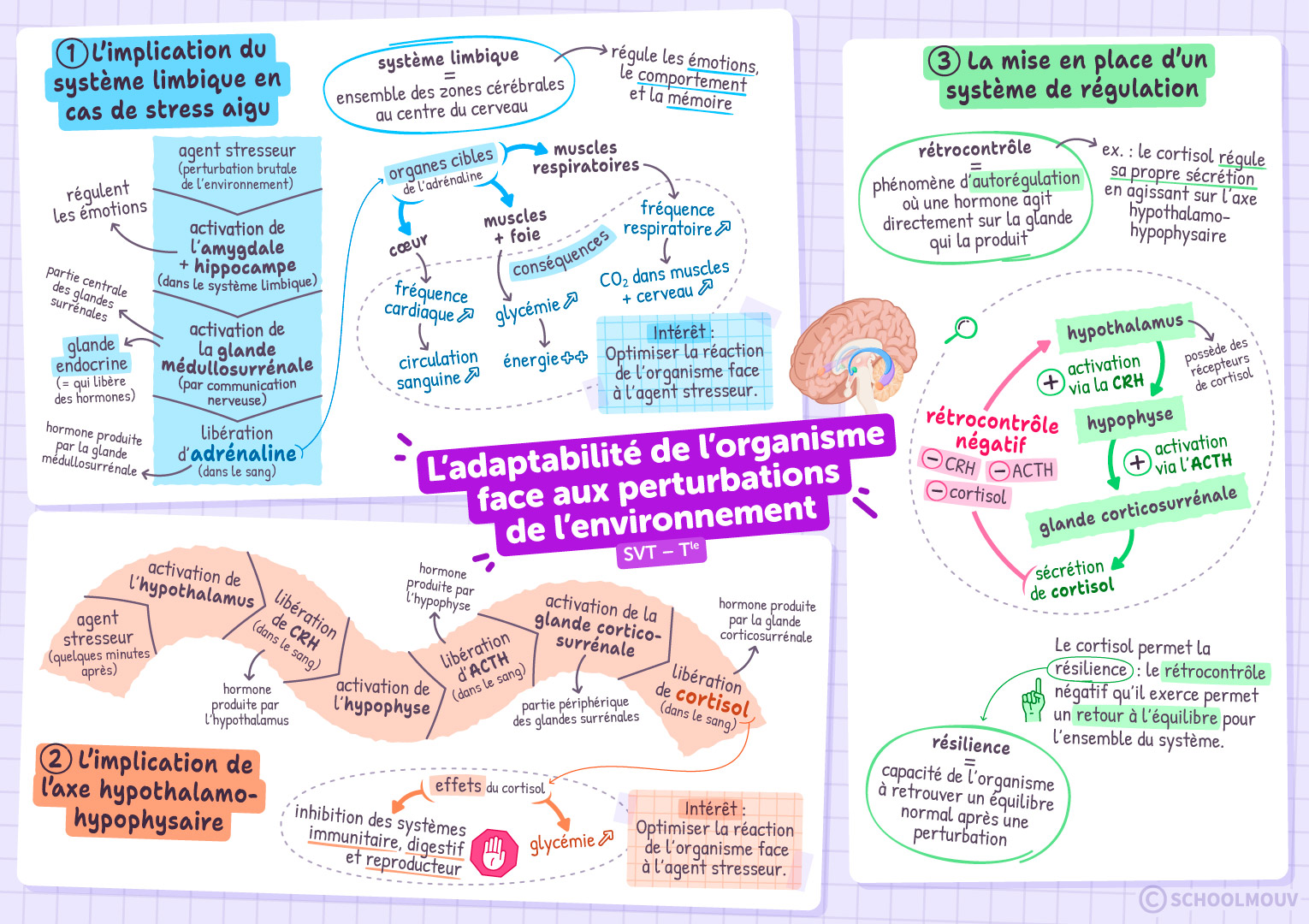 L’adaptabilité de l’organisme face aux perturbations de l’environnement