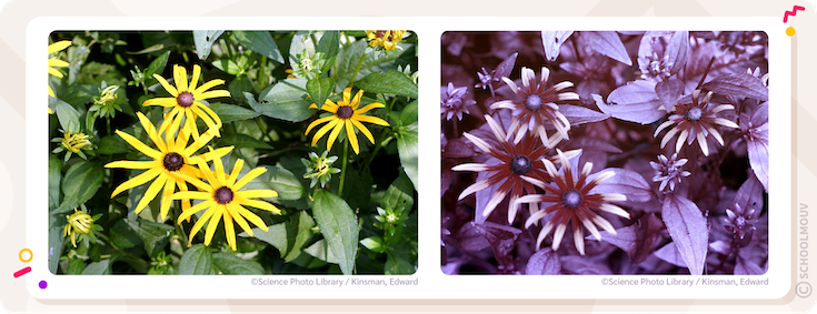 Fleur de Rudbeckia fulgida observée en lumière visible et sous ultra-violet