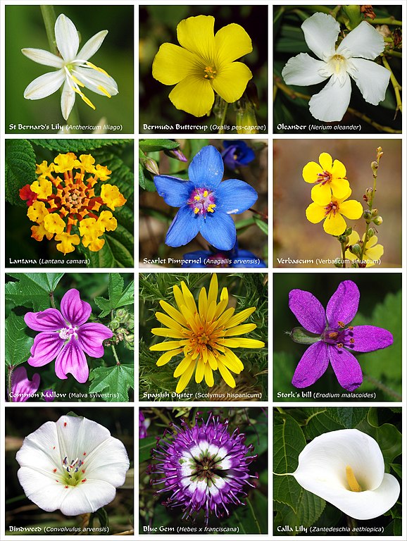 Plusieurs plantes à fleurs