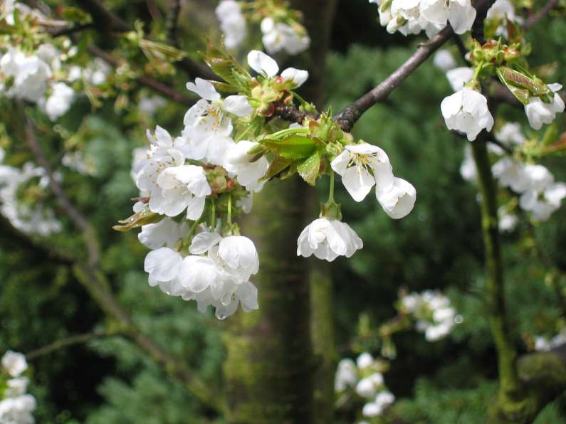 Fleur de cerisier