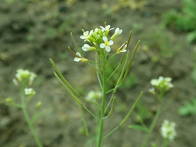 Fleurs d’Arabette des Dames