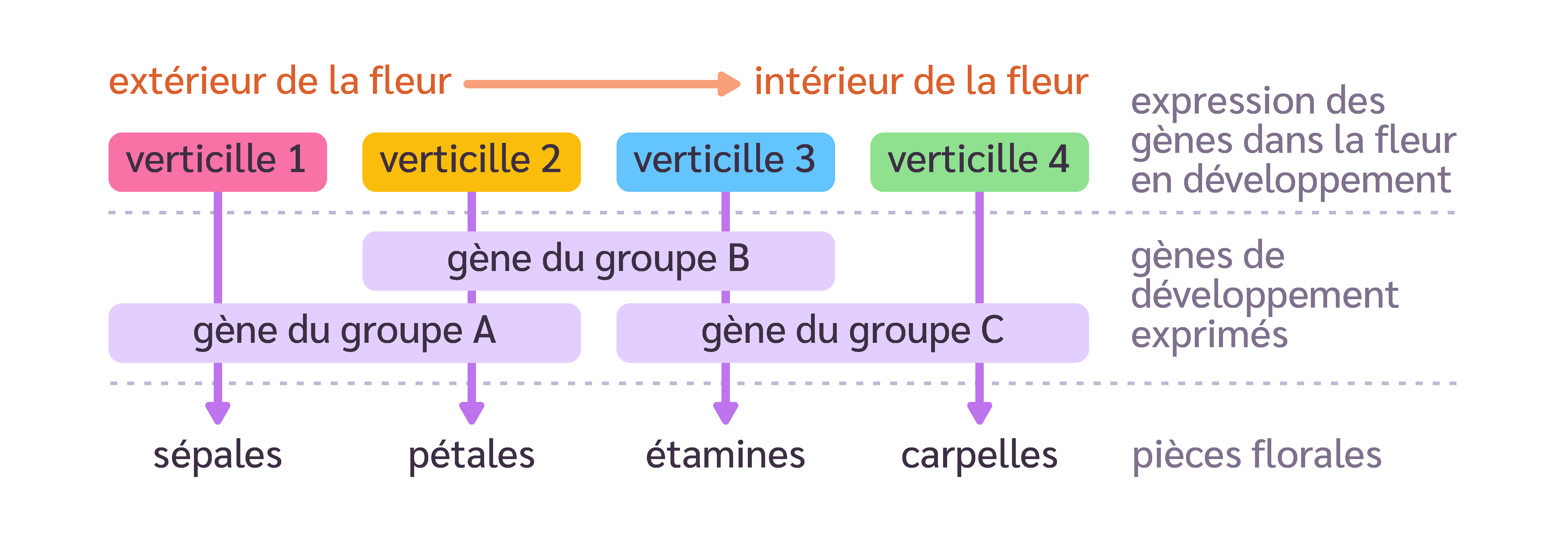 Le modèle génétique de développement de la fleur
