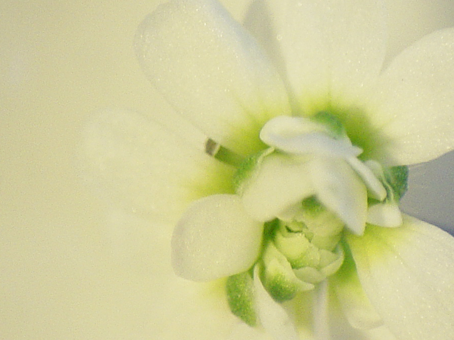 Fleur mutante d’Arabette de type agamous