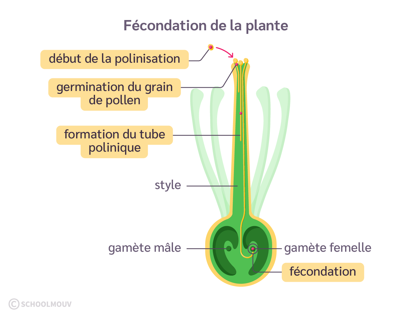 La fécondation d’une plante à fleur