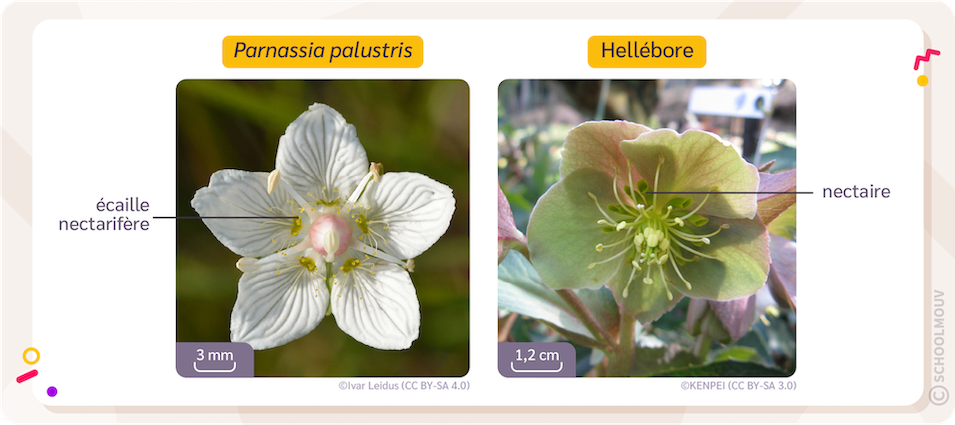 Fleur de Parnassie et d’Hellébore