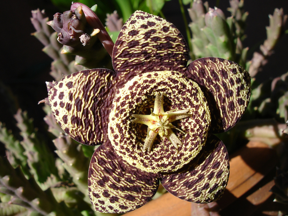 Fleur de Stapelia variegata