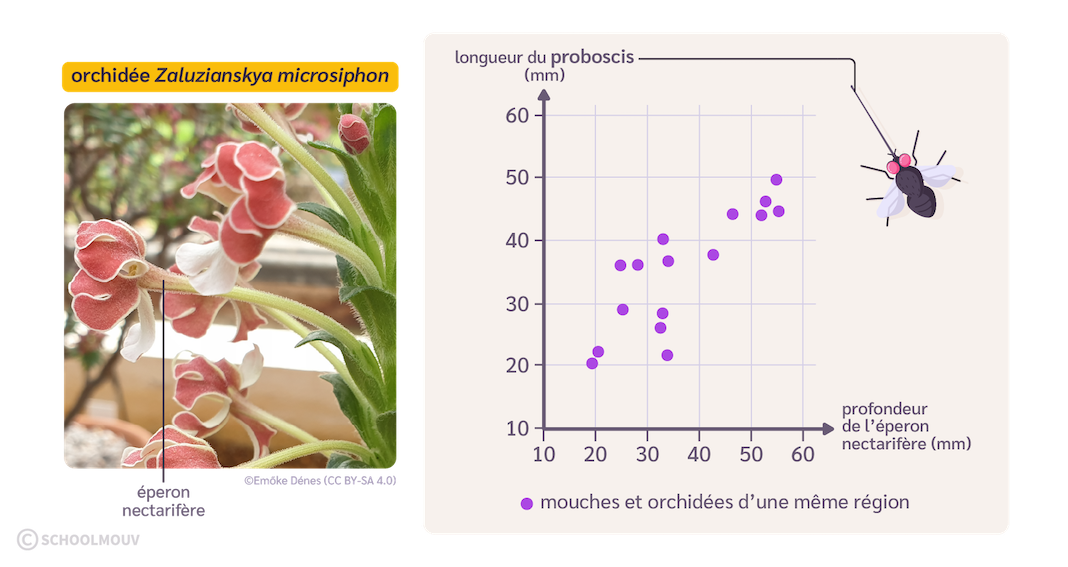 Orchidée Zaluzianskya microsiphon