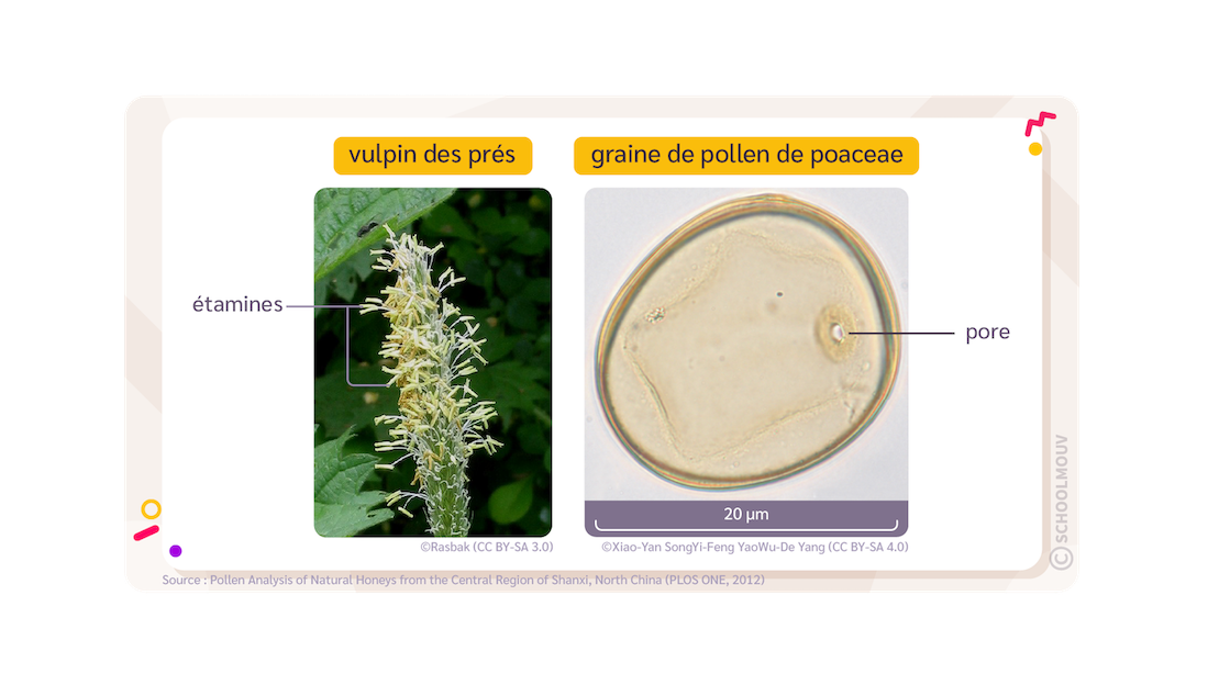 Fleur et pollen de plantes de la famille des poacées