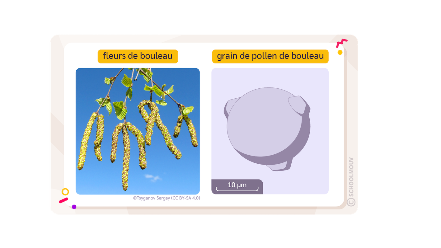 Fleur et pollen de bouleau