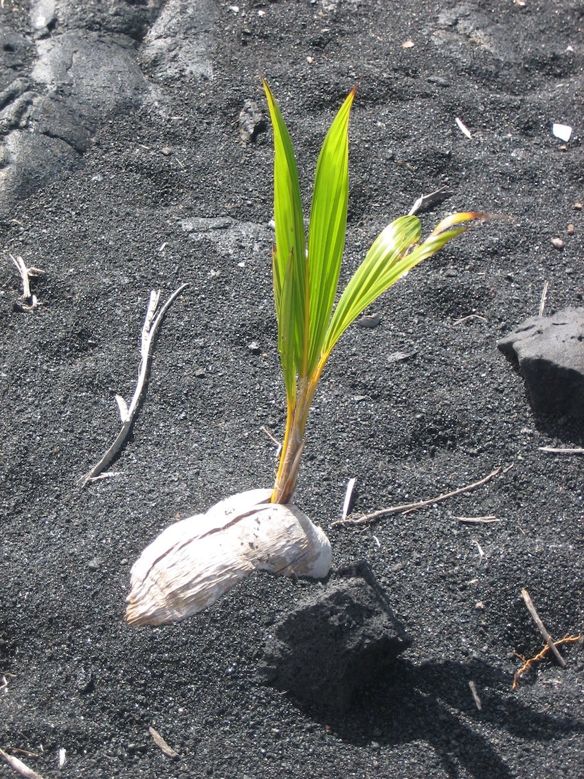 Germination d’une noix de cocotier