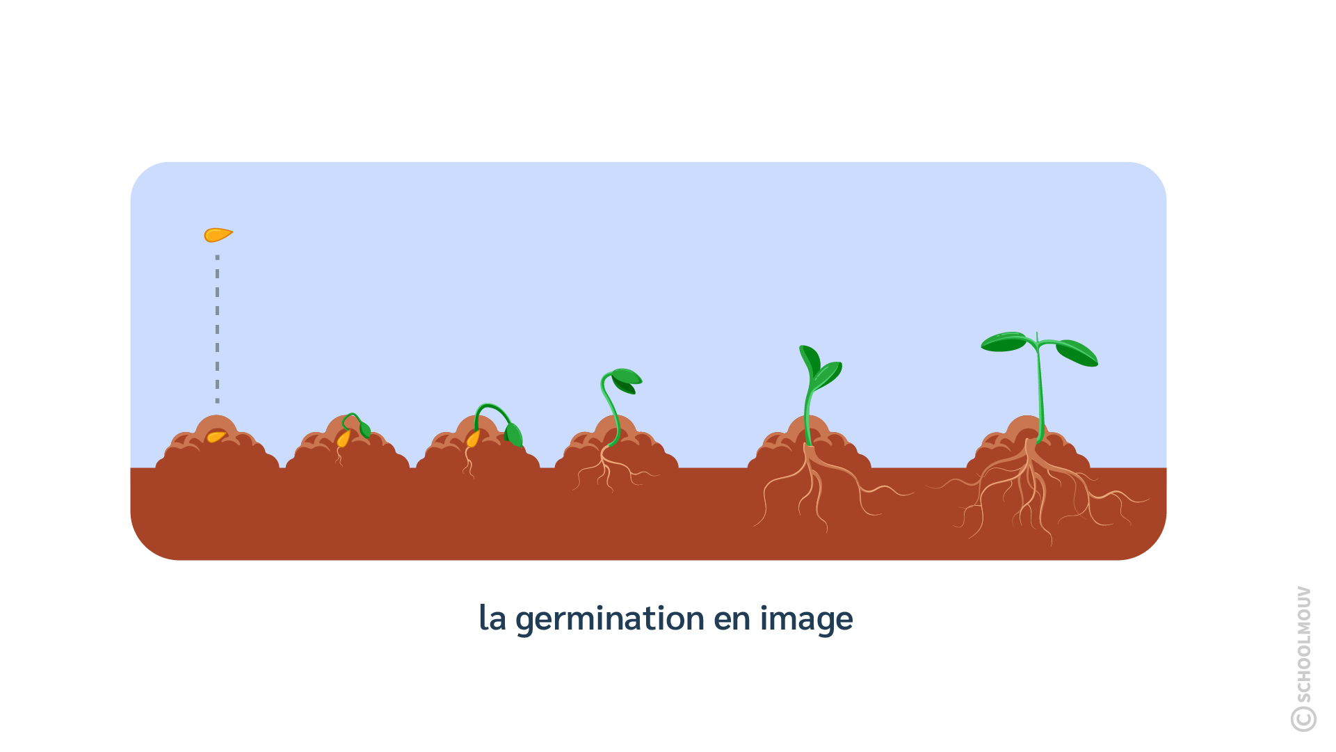 étapes de la germination