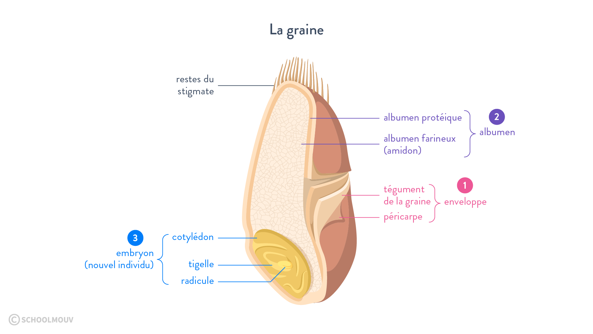 Structure de la graine de haricot